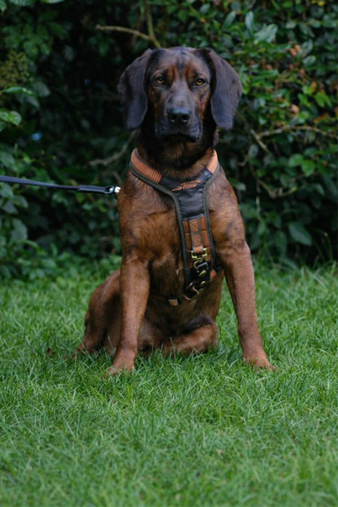 Doplnky pre psov |TTHUNT